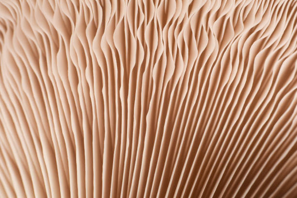 istock Close up of mushroom gills 1196347909