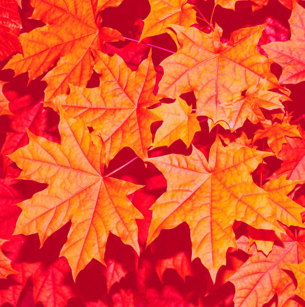 istock bright colorful leaves. Indian summer. foliage 1196347979