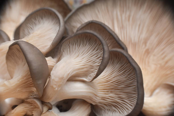 istock Fresh oyster mushrooms. (Pleurotus ostreatus) 1196348079