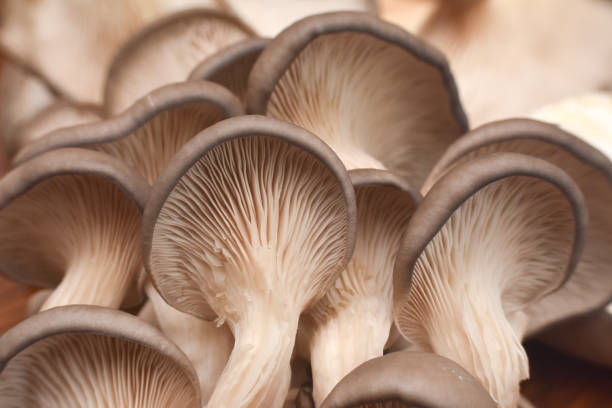 istock Fresh oyster mushrooms. (Pleurotus ostreatus) 1196348744