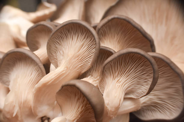 istock Fresh oyster mushrooms. (Pleurotus ostreatus) 1196348923