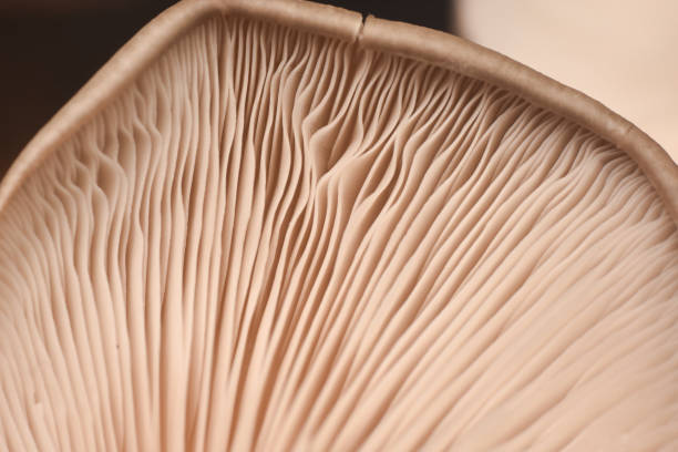 istock Close up of mushroom gills 1196348942