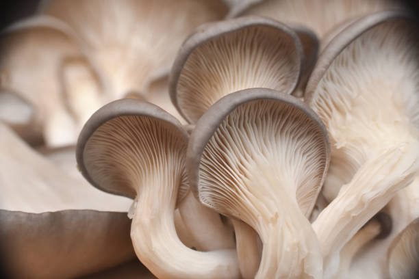 istock Fresh oyster mushrooms. (Pleurotus ostreatus) 1196348943