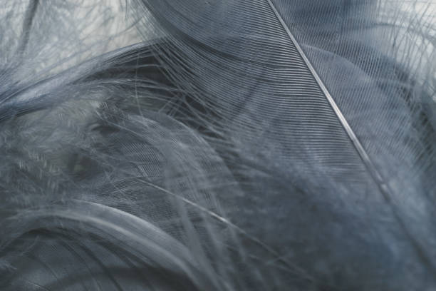 istock Close up Beautiful gray Bird feather pattern background for design texture. Macro photography view. 1196348984