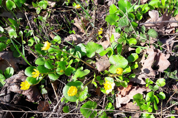 istock Small delicate yellow flowers in close-up 1196349016