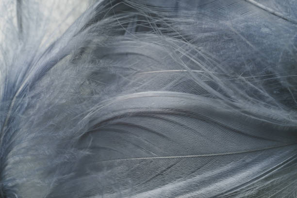 istock Close up Beautiful gray Bird feather pattern background for design texture. Macro photography view. 1196349044