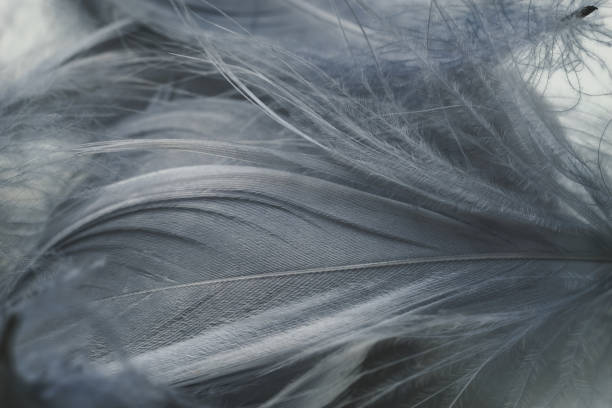 istock Close up Beautiful gray Bird feather pattern background for design texture. Macro photography view. 1196349066