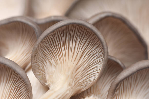 istock Fresh oyster mushrooms. (Pleurotus ostreatus) 1196349311