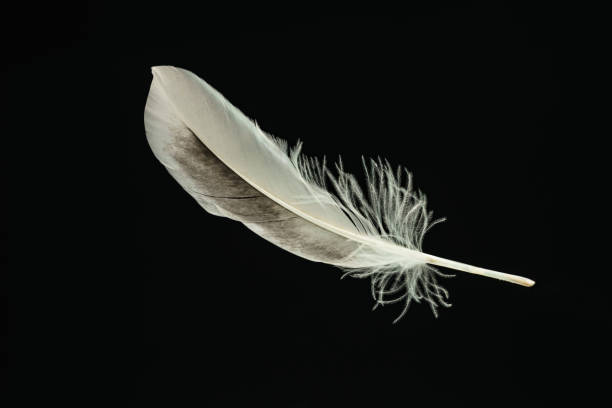 istock Beautiful duck Bird feather pattern for design texture. Isolated on Black Background 1196349347