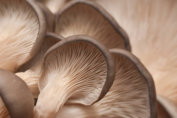 istock Fresh oyster mushrooms. (Pleurotus ostreatus) 1196349967