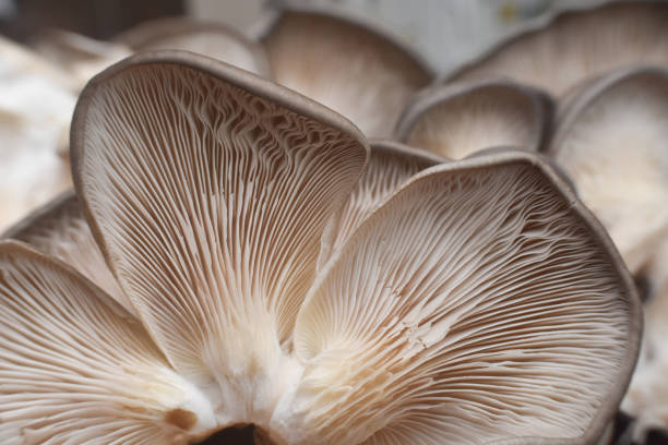 istock Fresh oyster mushrooms. (Pleurotus ostreatus) 1196349969
