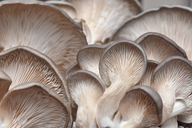 istock Fresh oyster mushrooms. (Pleurotus ostreatus) 1196350086