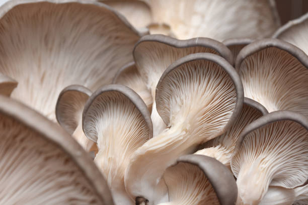 fresh oyster mushrooms. (pleurotus ostreatus) - oyster mushroom edible mushroom fungus vegetable imagens e fotografias de stock