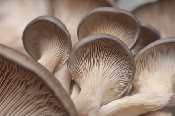 istock Fresh oyster mushrooms. (Pleurotus ostreatus) 1196350216