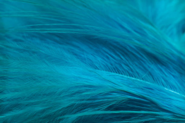 istock Close up Beautiful Aqua Menthe trends feather pattern texture background. Macro photography view. 1196351103