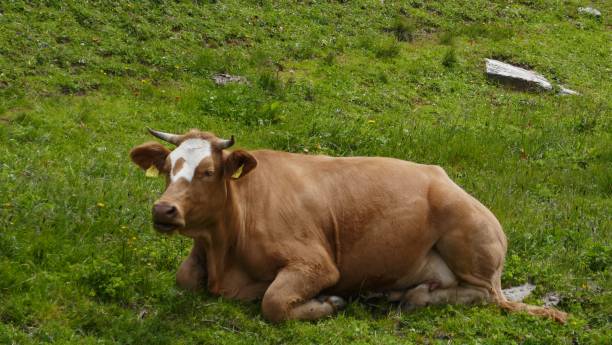 istock A brown cow is lying on its stomach in the grass. Austria. 1196351328
