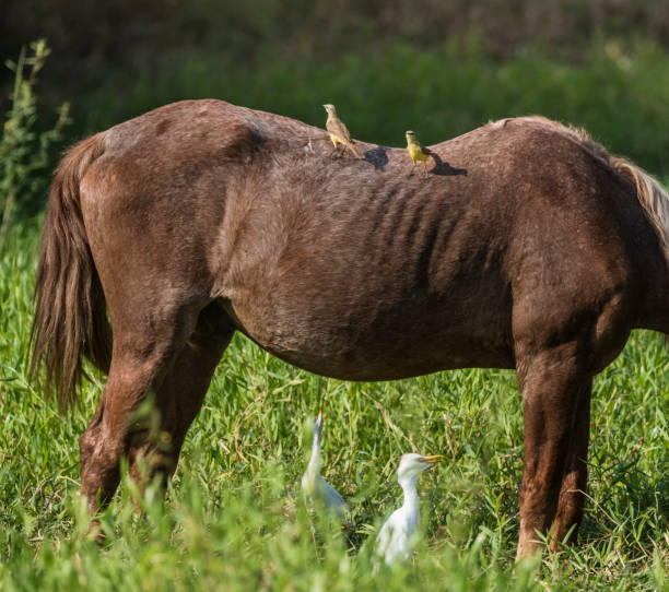 istock white heron and horse grazing 1196353204