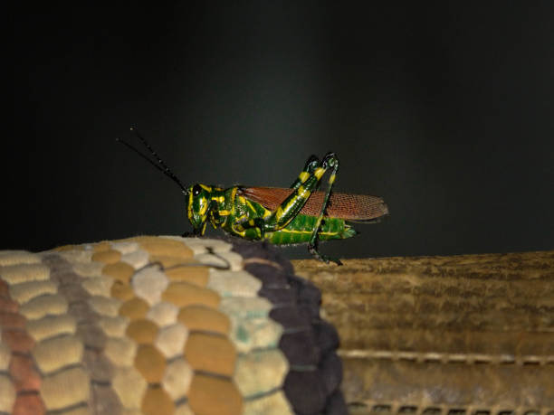 istock Green and yellow cricket (Grasshopper Soldier) 1196354271