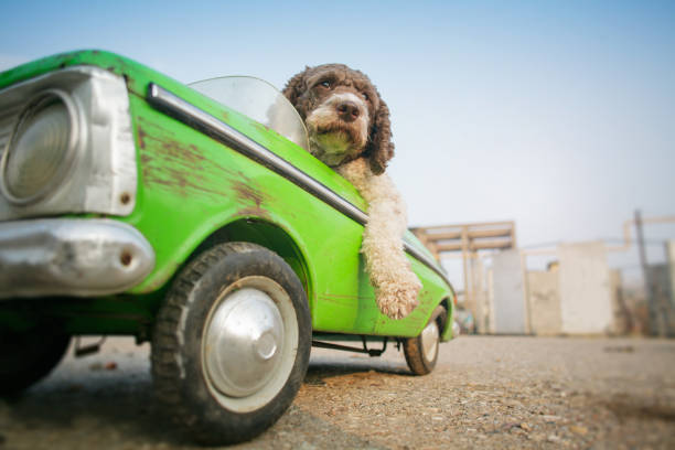 istock Dog In Car Against Sky 1196354910