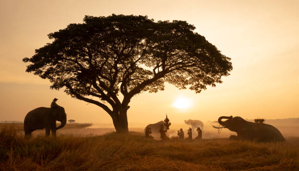 istock People Praying By Elephants On Land During Sunset 1196357235