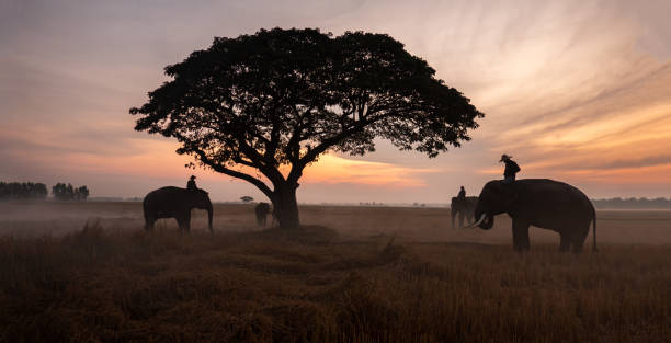 istock People Riding Elephants On Land During Sunset 1196357321