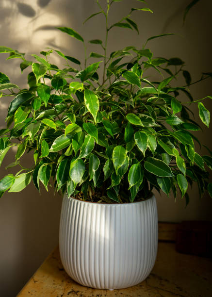 istock Weeping fig ficus in a sunny corner 1196357862