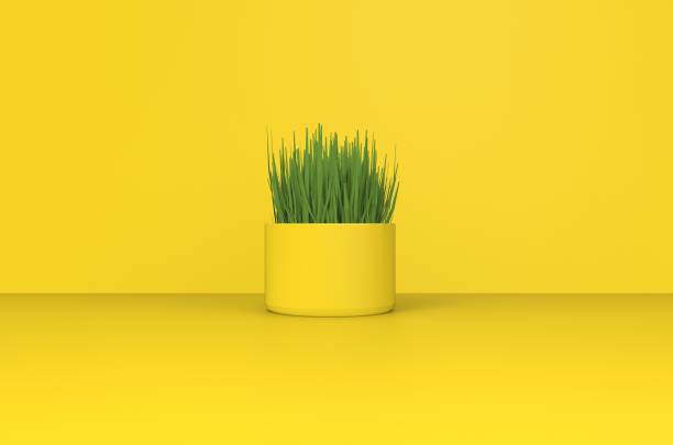 istock Green Plant in Empty Yellow Room 3D Rendering 1196358259