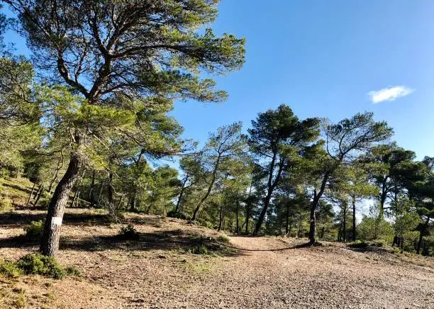 Landscape in Provence, with pine tree. France (near Les Baux de Provence, Saint Rémy de Provence, ...)