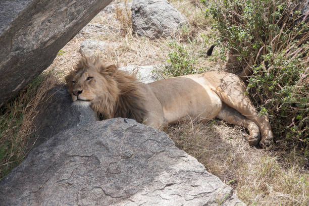 istock Lazy lion in Serengeti 1196359233