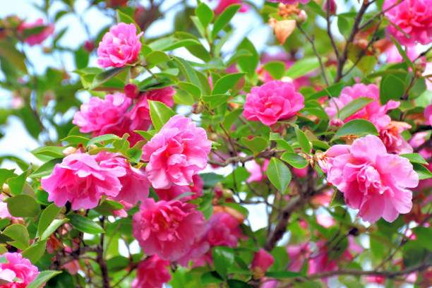 istock Camellia sasanqua flowers 1196361063
