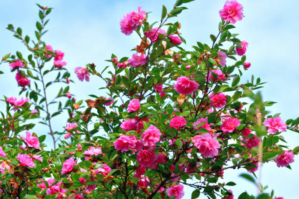 istock Camellia sasanqua flowers 1196361070