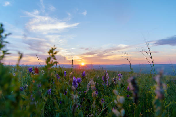 istock Rain clouds over the steppe covered with flowers and grass. 1196364345