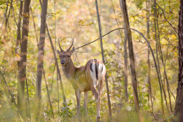 istock Fallow Deer Buck in Woodland 1196364431