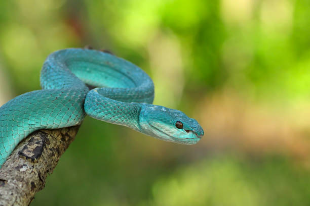 istock White Lipped Pit Viper (Trimeresurus insularis), Venomous Snake, Venom, Viper Snake, Blue Viper Snake 1196365784