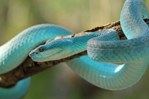 istock White Lipped Pit Viper (Trimeresurus insularis), Venomous Snake, Venom, Viper Snake, Blue Viper Snake 1196365795