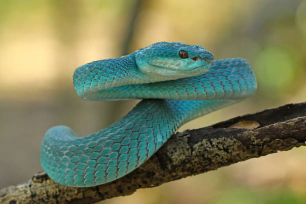 istock White Lipped Pit Viper (Trimeresurus insularis), Venomous Snake, Venom, Viper Snake, Blue Viper Snake 1196365842