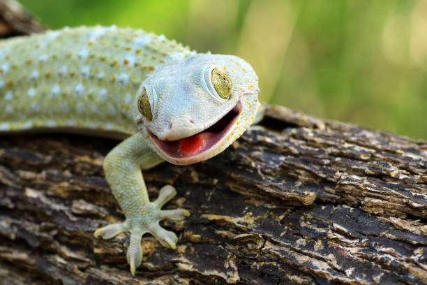 istock closeup of a tokay gecko 1196366789