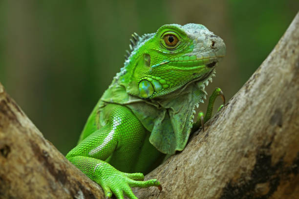 istock Green iguana on branch, animal closeup 1196366999