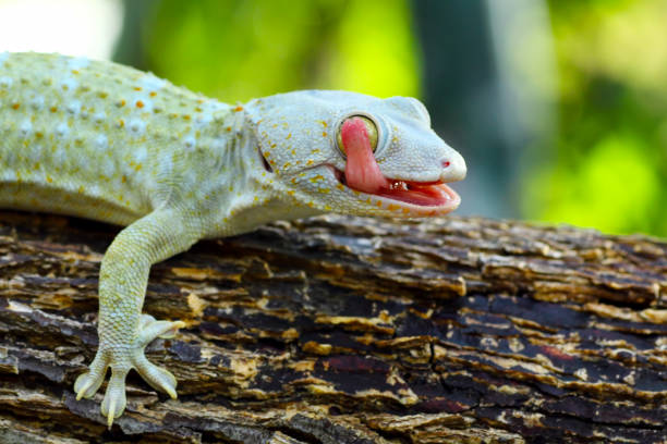 istock closeup of a tokay gecko 1196367545