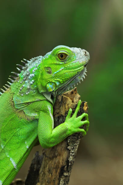 istock Green iguana on branch, animal closeup 1196367564