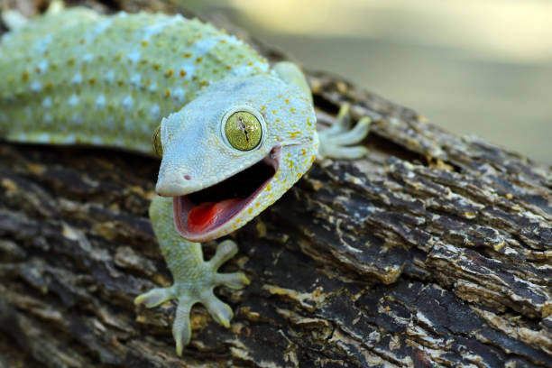 istock closeup of a tokay gecko 1196367759