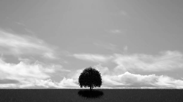 istock Lonely Tree at Sky Black and White Background 3D Rendering 1196368490