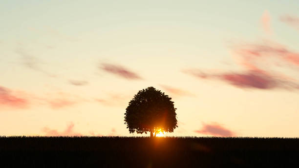 istock Plant at Sunset Landscape Background, 3D Rendering 1196368507