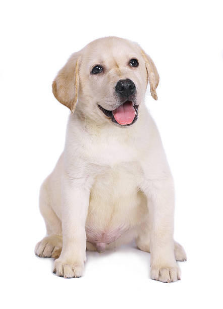 istock Labrador puppy on a white background. 119636906