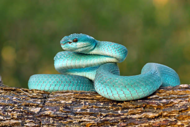 istock White Lipped Pit Viper (Trimeresurus insularis), Venomous Snake, Venom, Viper Snake, Blue Viper Snake 1196369193