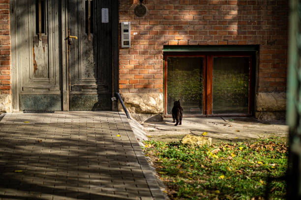 Wooden front door, red brick and a black cat