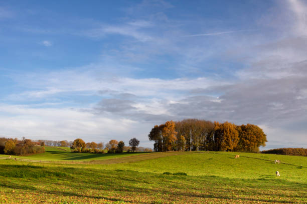Hilly landscape near the Dutch village Groesbeek with some cows on a meadow in front of a group of trees