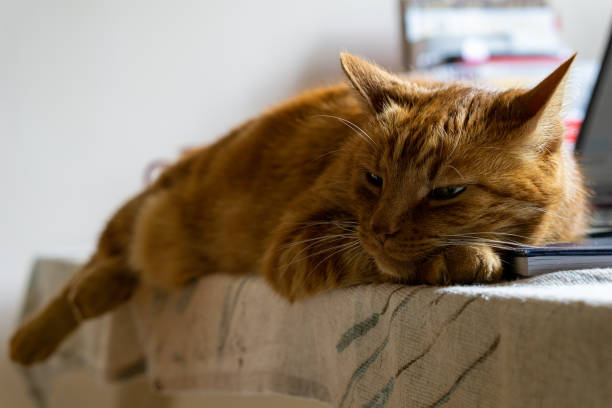istock Ginger cat sleeping next to mouse and laptop 1196370251