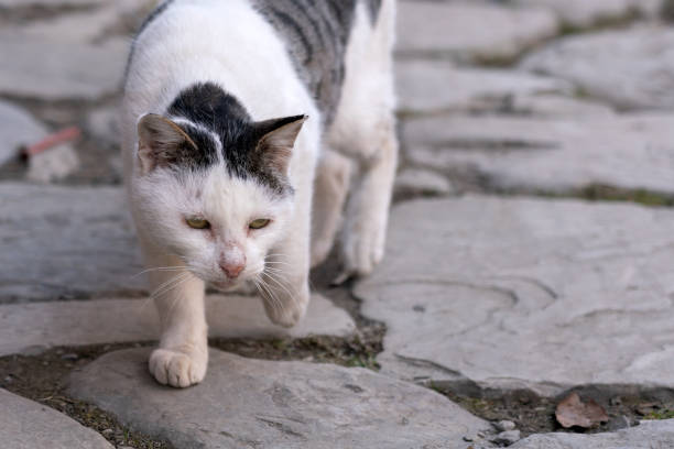 istock Miserable stray street cat in the city 1196371484