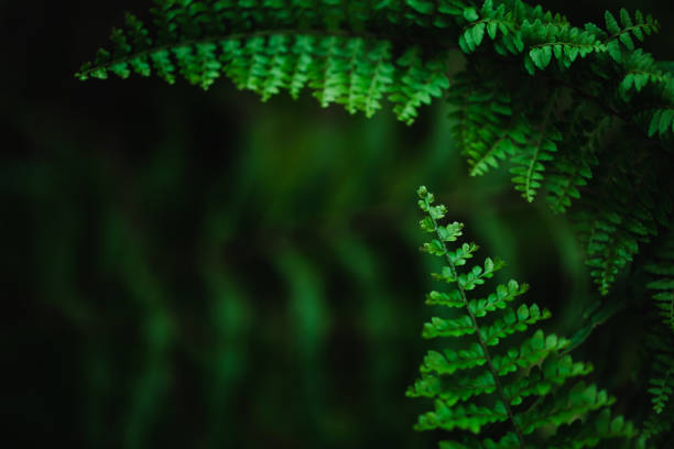 istock Green leaves fern 1196373177